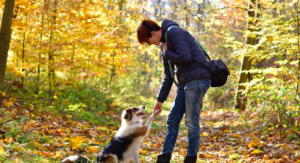 Kurs "Szkoła dla psów"