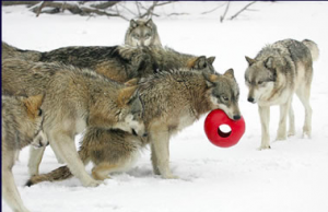 Kurs "Wilk - zachowanie i ekologia"