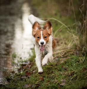 Webinarium- Sztuka skutecznego przywołania